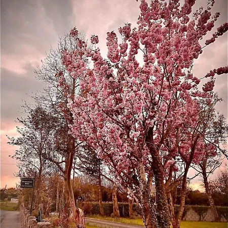 Guest In County Limerick * Pallaskenry